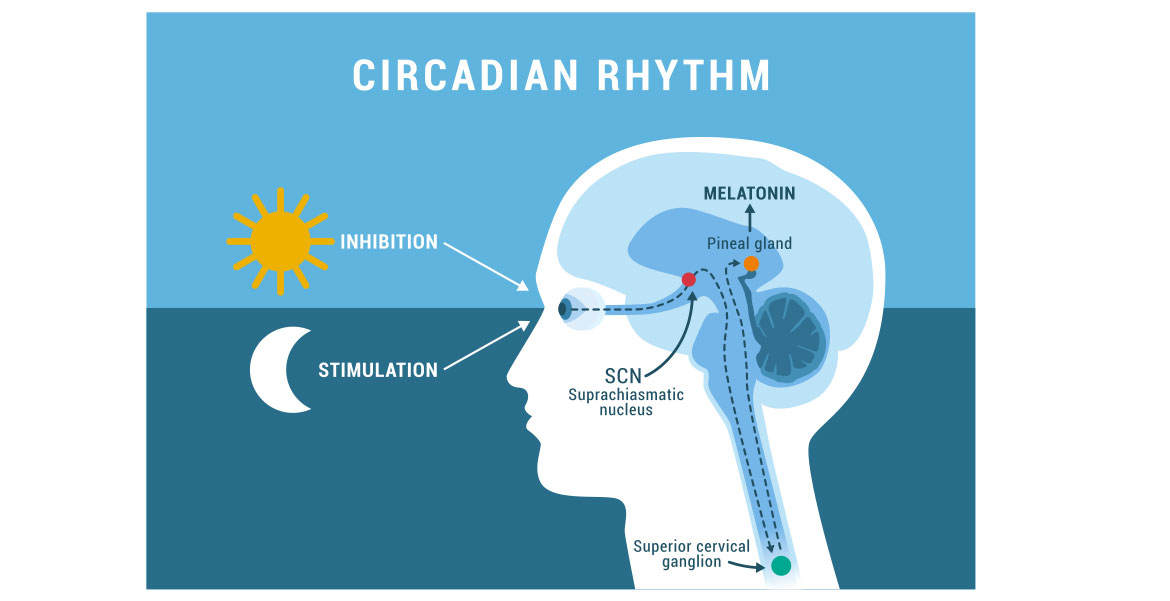 Cancer Treatment and Circadian Rhythm